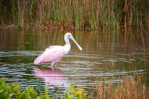 Close-up of a pelican's head in the wild in real nature