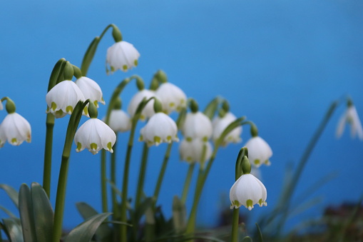 spring, spring snowdrops, happy spring day, for international women s day, on a blue plain background, isolated