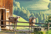 Portrait of a beautiful 2 calfs standing next to a wooden bard. Beautiful young calf in Appenzell Swiss mountains, The calf is standing behind a wooden beam. Typical cow in alpine european countries.