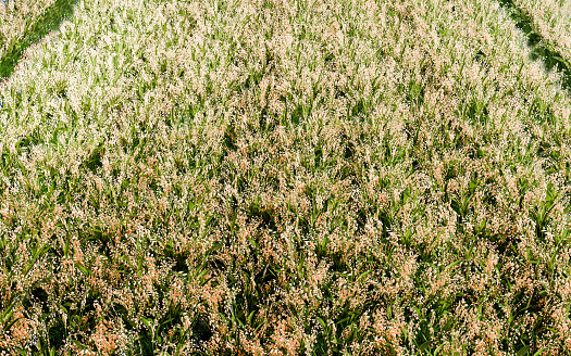 Rice field, top view. Rice ears in the rice field are golden yellow, ripe and ready to be harvested. Images for making background or wallpaper related to agriculture 3D Rendering