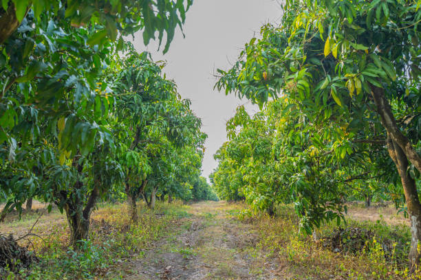 View of the mango orchard with beautiful sunlight.