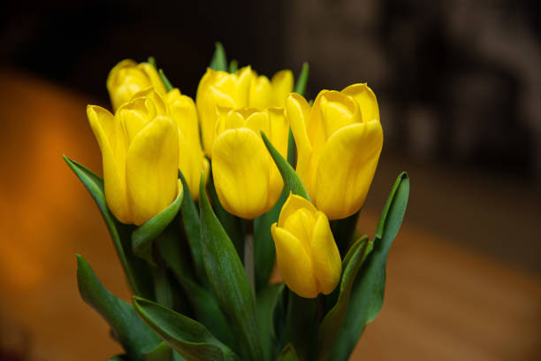 Close-up of vibrant yellow tulips, a symbol of cheerful mood and warmth, sign of spring.