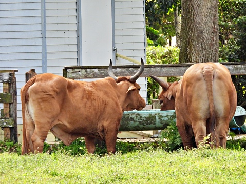 Longhorn X Red Brahman is referred to as a 