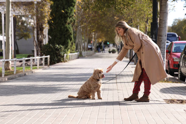 istock Independent woman giving snack to Cocker Spaniel dog 2055797066