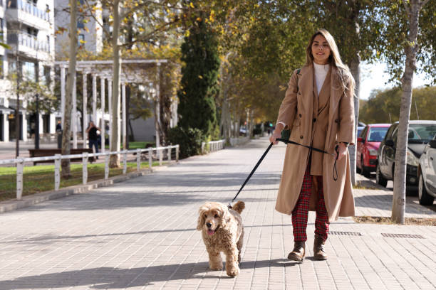 istock Independent woman walking Cocker Spaniel dog 2055797071
