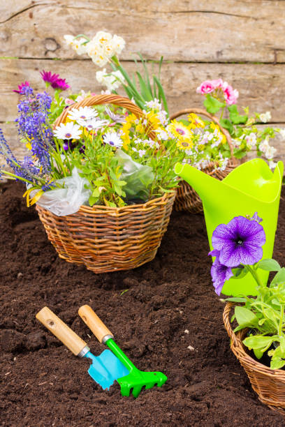 istock Spring garden decoration with flowers 2055815090