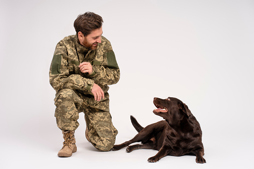 Attractive bearded smiling man wearing military camouflage uniform training and Labrador dog isolated on white background. Love, friendship, dog training concept