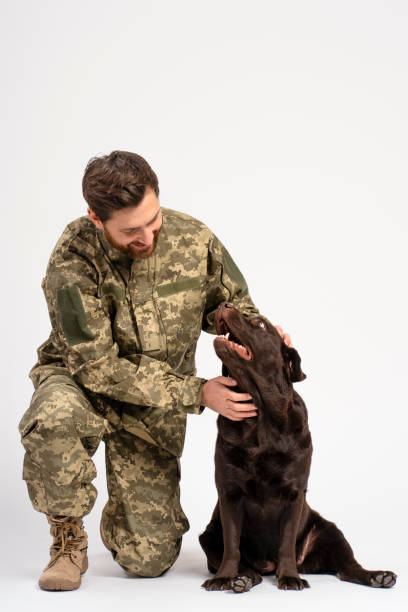 Handsome smiling man, soldier wearing military camouflage uniform training and strokes Labrador dog isolated on white background. Love, care, friendship concept