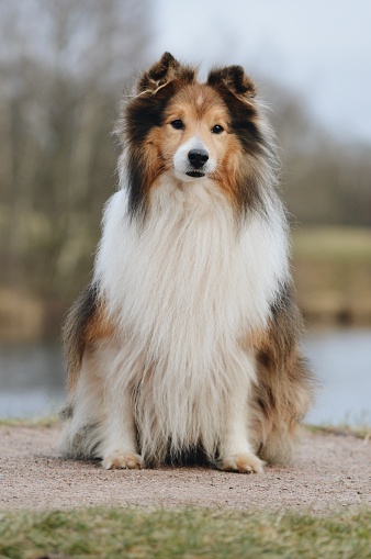 Sheltie dog in a stunning park near a serene water body, with a mesmerizing reflection in the water - a captivating stock photo showcasing the graceful beauty of the breed amidst the peaceful surround