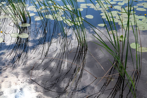 istock White clouds reflected in water of river on summer day 2055840981