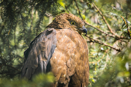 Closeup of Buzzard face, bird of pray hidding in a tree between branches