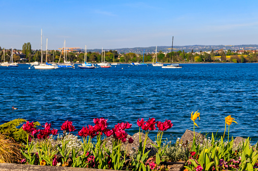 Beautiful colourful spring tulips on the background of Alps Mountains and Lake Geneva in Morges, Switzerland