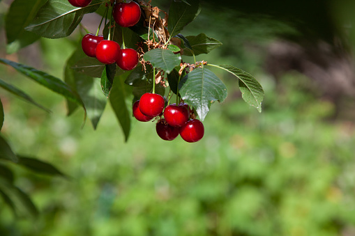 Ripe berries of red cherries hang on long cuttings on a branch with green leaves.