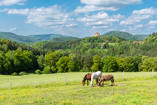 Two horses and a mule grazing in the sun on a meadow at Gimbelhof in front of Wasgau mountasins and the ruins of Fleckenstein castle, Alsace,France