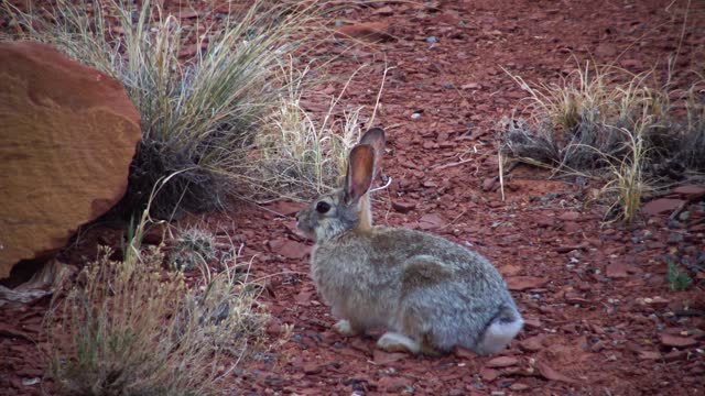 Rabbit in the wilds in Utah, USA