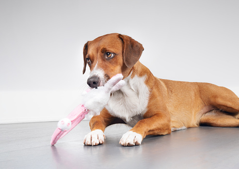 Cute puppy dog playing with white bunny rabbit headband with guilty body language. Dog eating toys. Female Harrier mix. Selective focus.