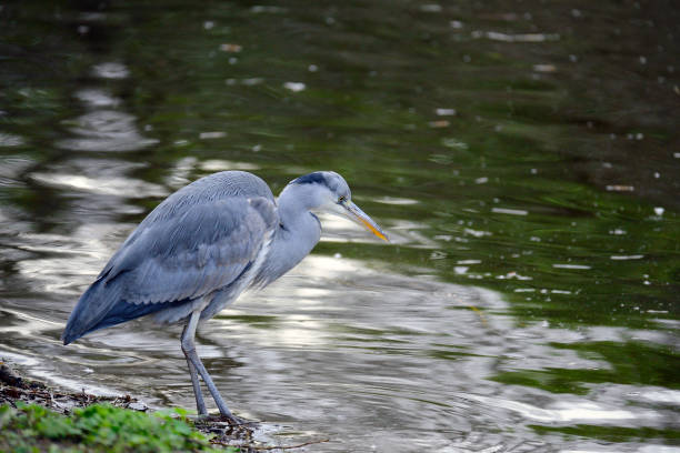 Photograph taken at 14:43pm on Friday 16th February 2024, in  James's Park in Central London. The intense stare of the Grey Heron (Ardea cinerea), waiting for lunch to pass by.
