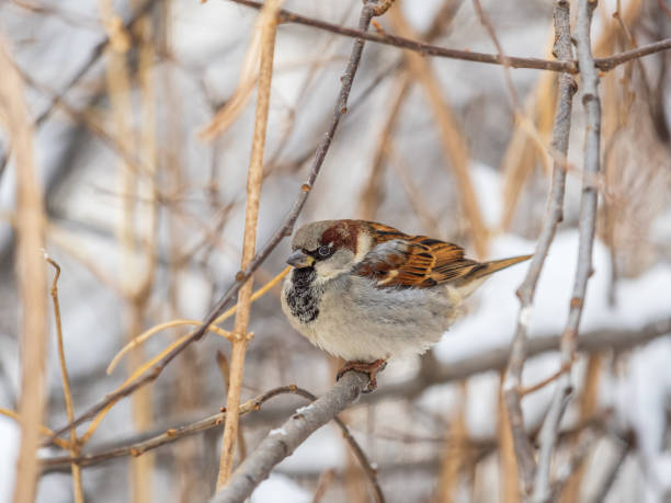 istock Sparrow sits on a branch without leaves. 2055894513