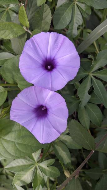 istock beautifull two flower with violet vibrant colour 2055907751