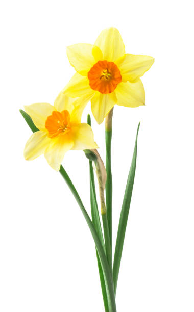 istock yellow daffodil isolated on a white background 2055919303