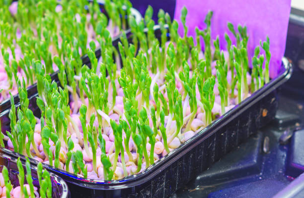 Microgreens pea sprouts in plastic trays. Growing microgreens, vitamins, healthy eating