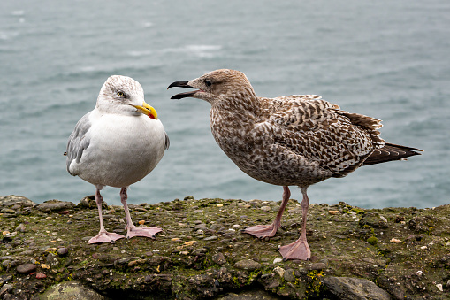 Adult and juvenile herring gull, larus argentatus, perched on a wall during Storm Agnes, Dunmore Head, Dingle, Co Kerry, Ireland