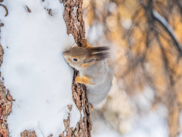istock Squirrel in winter sits on a tree trunk with snow in winter. 2055932353
