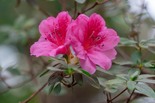 Japanese azalea purple flower blooming close-up. Beautiful bud of blossom  azaleas japonica purpurtraum. Pink petals and stamens of evergreen plant genus rhododendron. Tsutsuji in greenhouse.