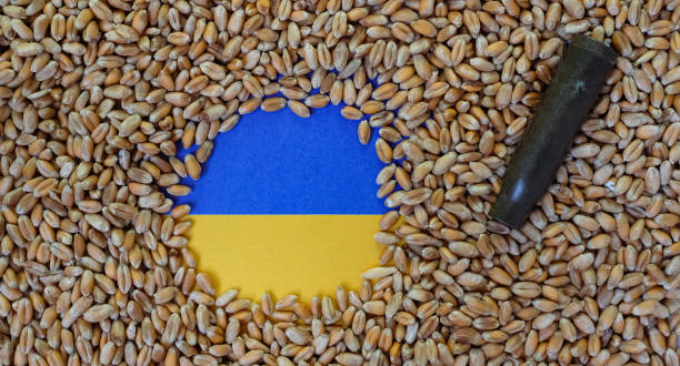 小麦の背景。ウクライナの国旗。薬莢。 - brain case ストックフォトと画像