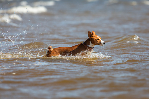 Basenji dog in the sea