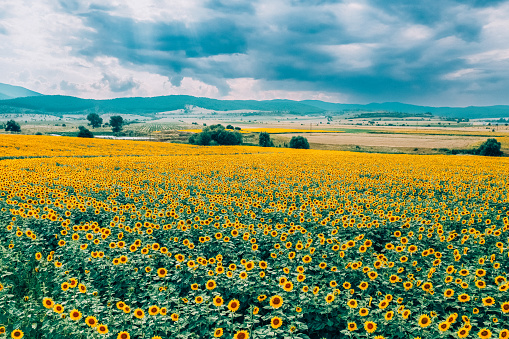 Beautiful landscapes of sunflowers in summer