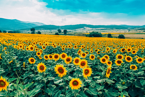 Beautiful landscapes of sunflowers in summer