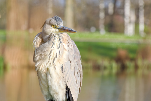 grey heron in the park close-up