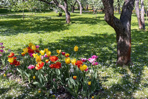 Flowerbed with colorful tulips in park on sunny spring day.