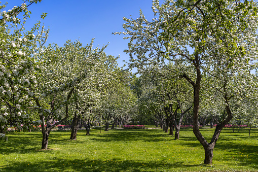 Blossoming apple orchard on sunny spring day. Emerald carpet of grass.