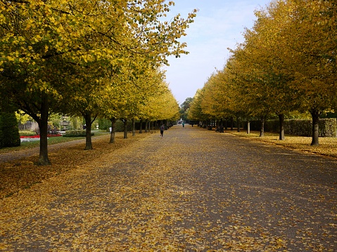Hyde Park à londre le matin à l’automne
