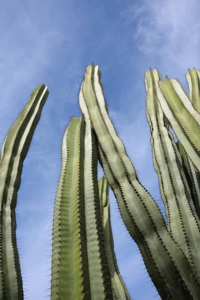 Jardin de Cactus, Lanzarote, Canary Islands