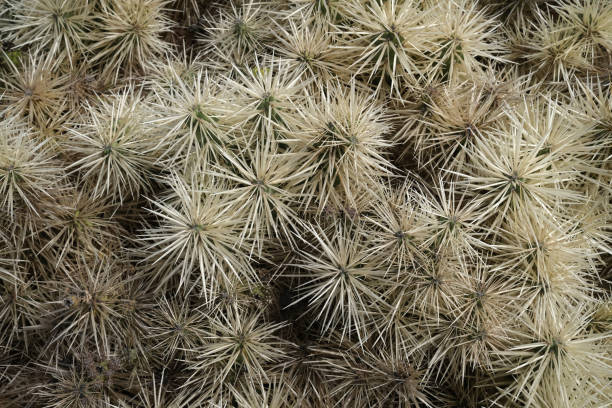 Close-up of a cholla cactus