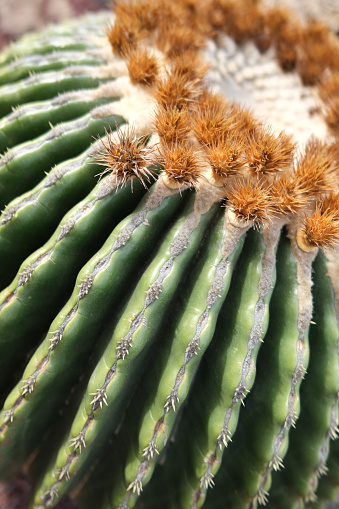 Parallel lines and orange spiky flowers on cactus at the Jardin de Cactus, Lanzarote, Canary Islands, Spain