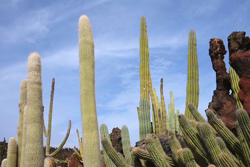 Tall green spiky cacti grow towards the sky