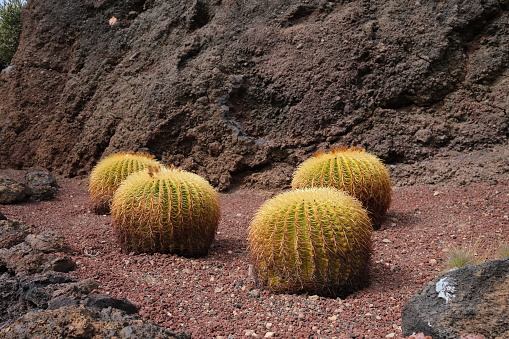 Round spiky cactus growing in gravel Alcala, Tenerife, Spain