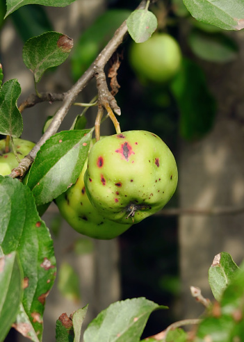 apples destroyed by fruit tree disease