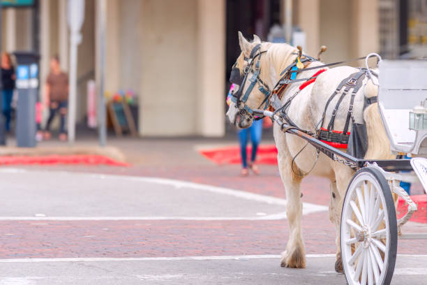 istock Horse and Buggy in Galveston 2056039582