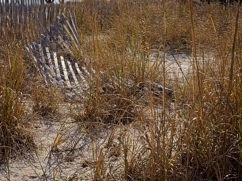 Knocked over dune fence that protects the erosion and foot traffic along Myrtle Beach.