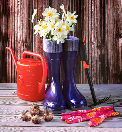 Blue rubber boots, a bouquet of daffodil flowers, seeds and an orange watering can. Gardening and growing flowers concept.