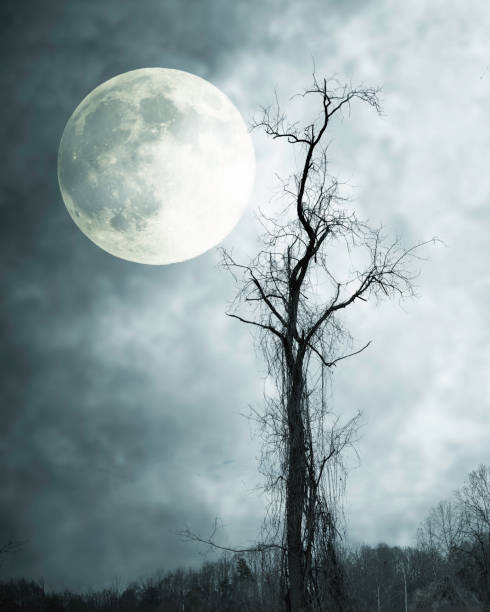 Full Moon, Tree Silhouette, Stormy Night, Atmospheric Mood - spooky Halloween   Elements of this image are furnished by NASA.