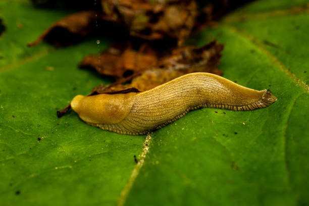 istock Banana Slug Crawls Across Giant Green Leaf 2056070359