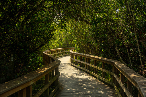 Board Walk Winds Through Thick Marsh Forest in Everglades National Park