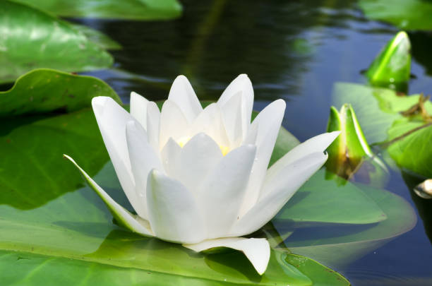 istock White water lilies against the background of a blue river. 2056078189