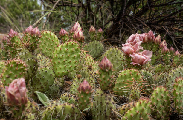 istock Prickly Pear Cactus Begins to Bloom In Late Spring 2056086995